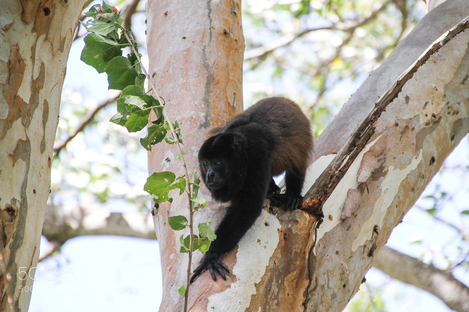 Canon EOS 7D sample photo. Screaming monkey photography