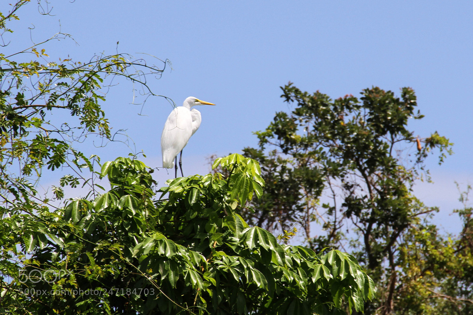 Canon EOS 7D sample photo. Heron, las isletas photography