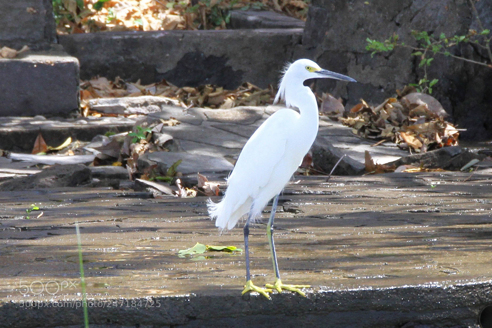 Canon EOS 7D sample photo. Birds of granada photography