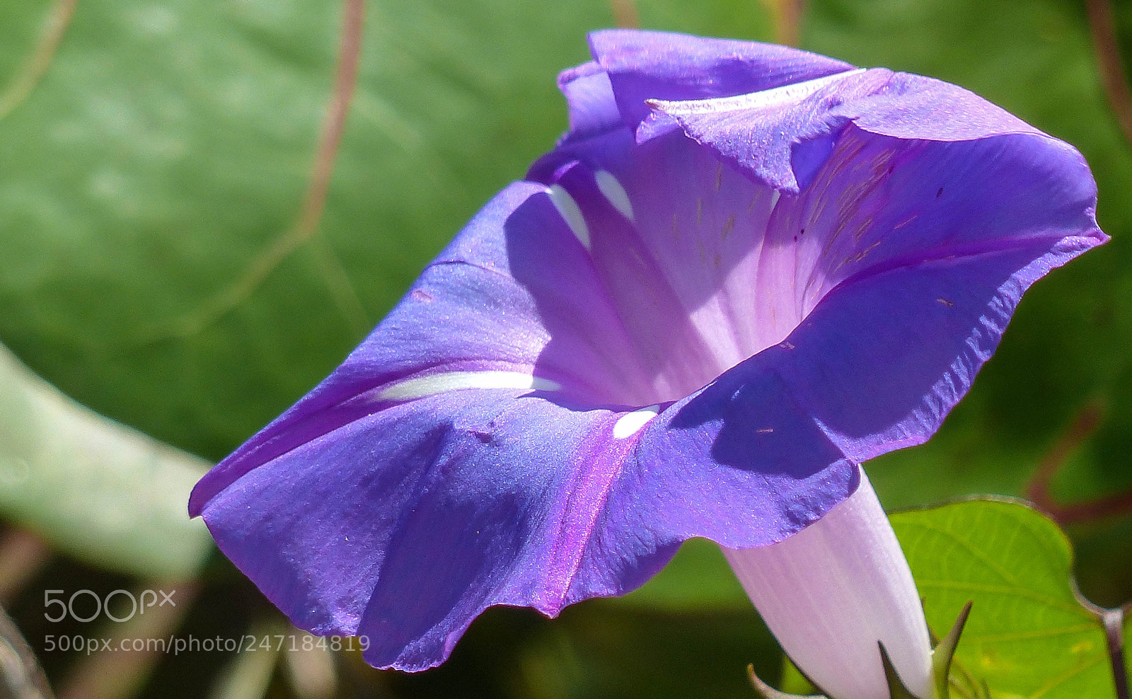 Panasonic Lumix DMC-FZ200 sample photo. Along the way photography
