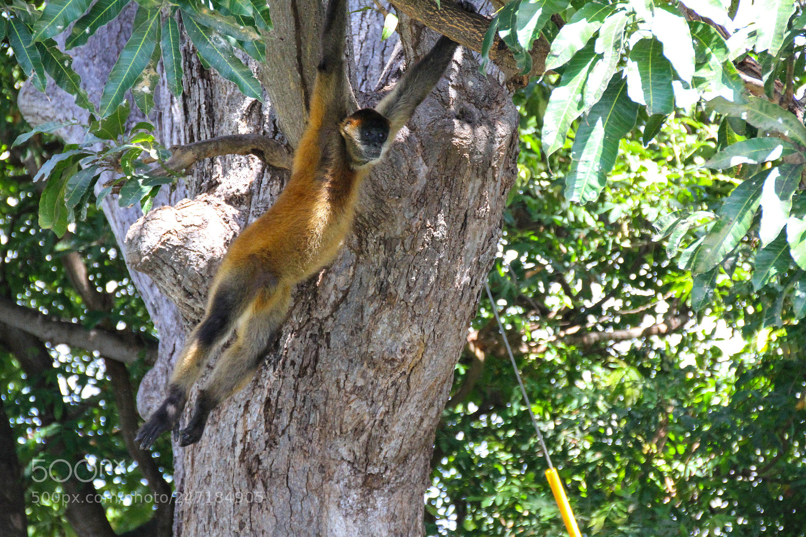 Canon EOS 7D sample photo. Spider monkey at las photography