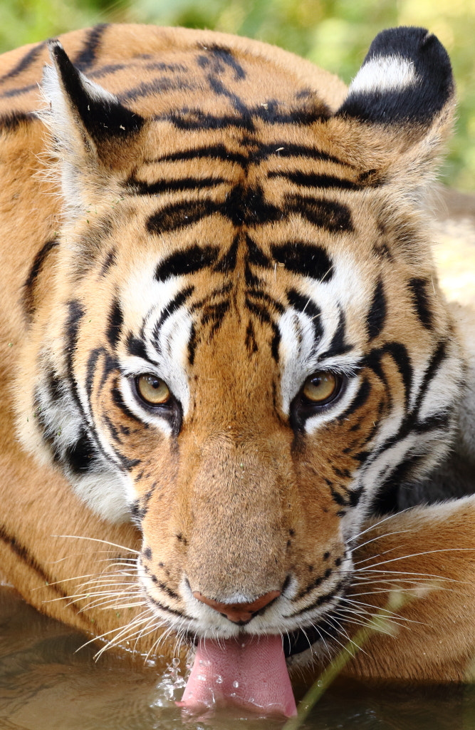 Canon EOS 60D sample photo. Close up... photography