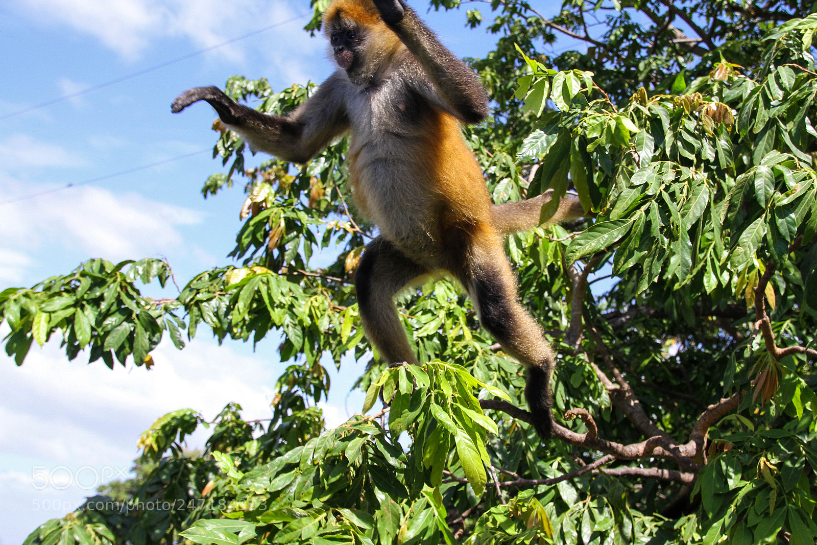 Canon EOS 7D sample photo. Spider monkey at las photography