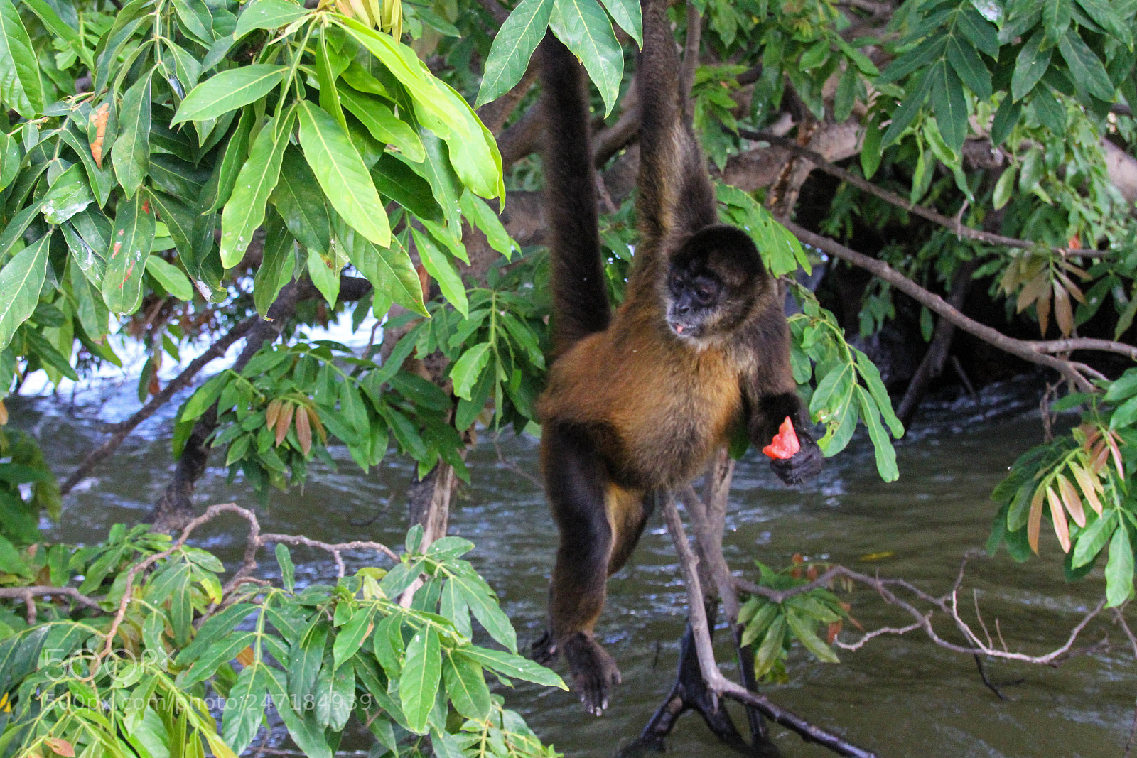 Canon EOS 7D sample photo. Spider monkey at las photography