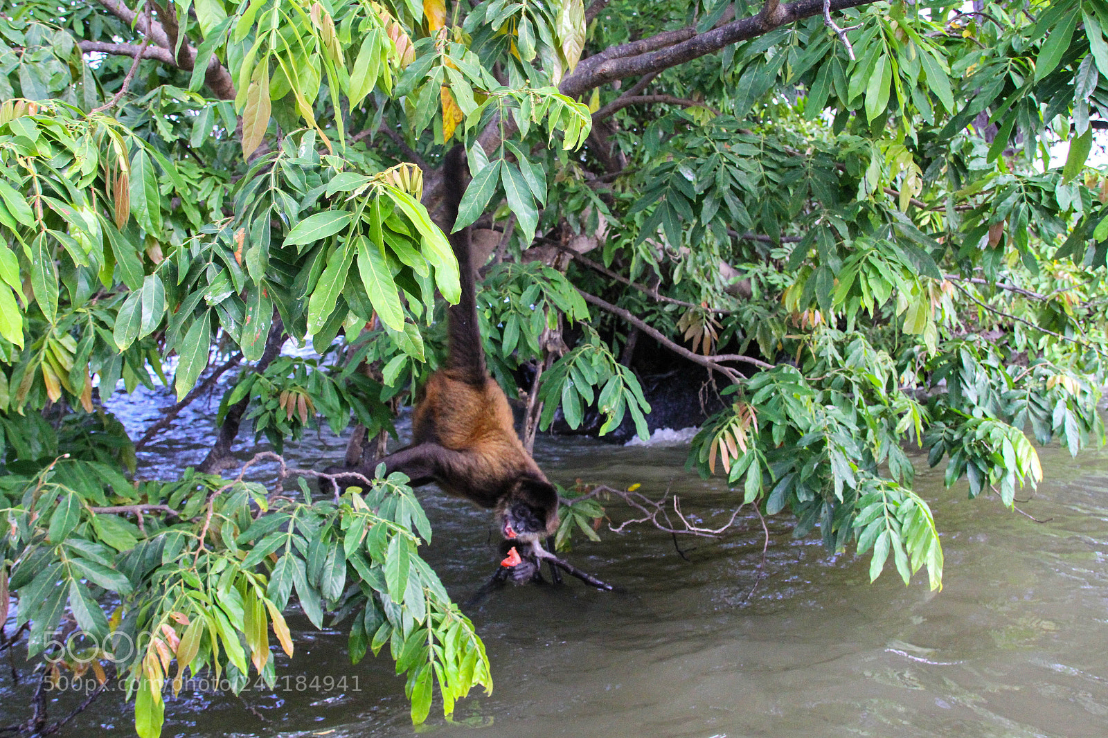 Canon EOS 7D sample photo. Spider monkey at las photography