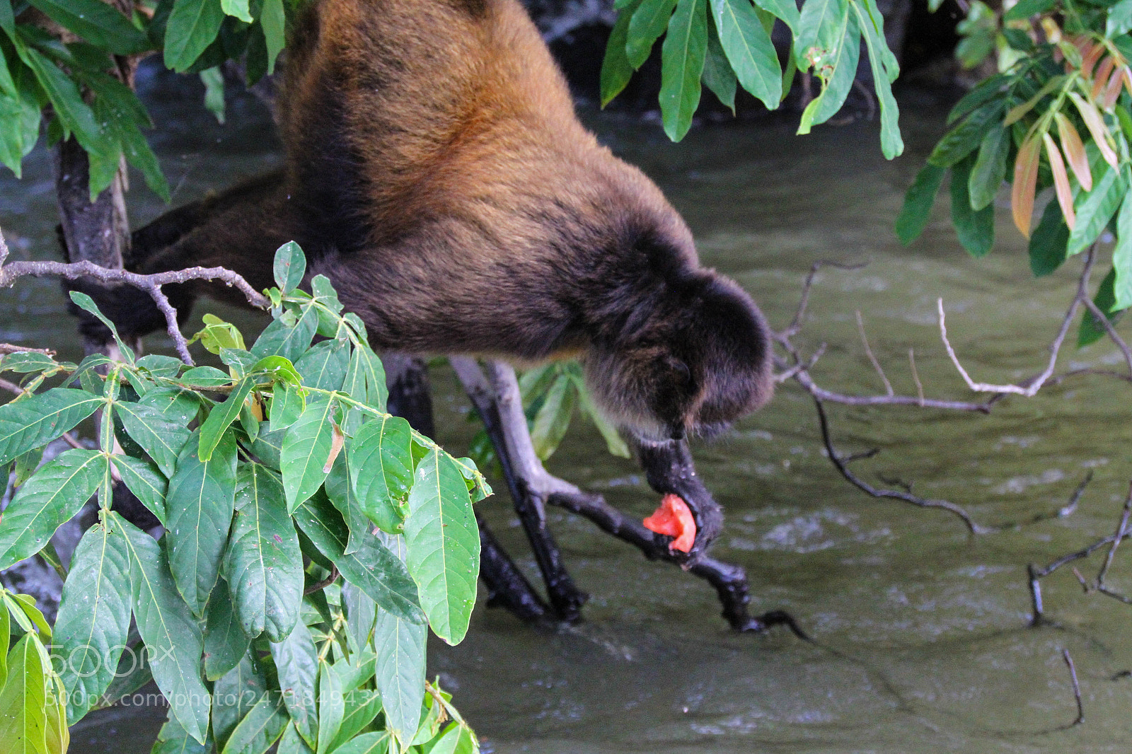 Canon EOS 7D sample photo. Spider monkey at las photography
