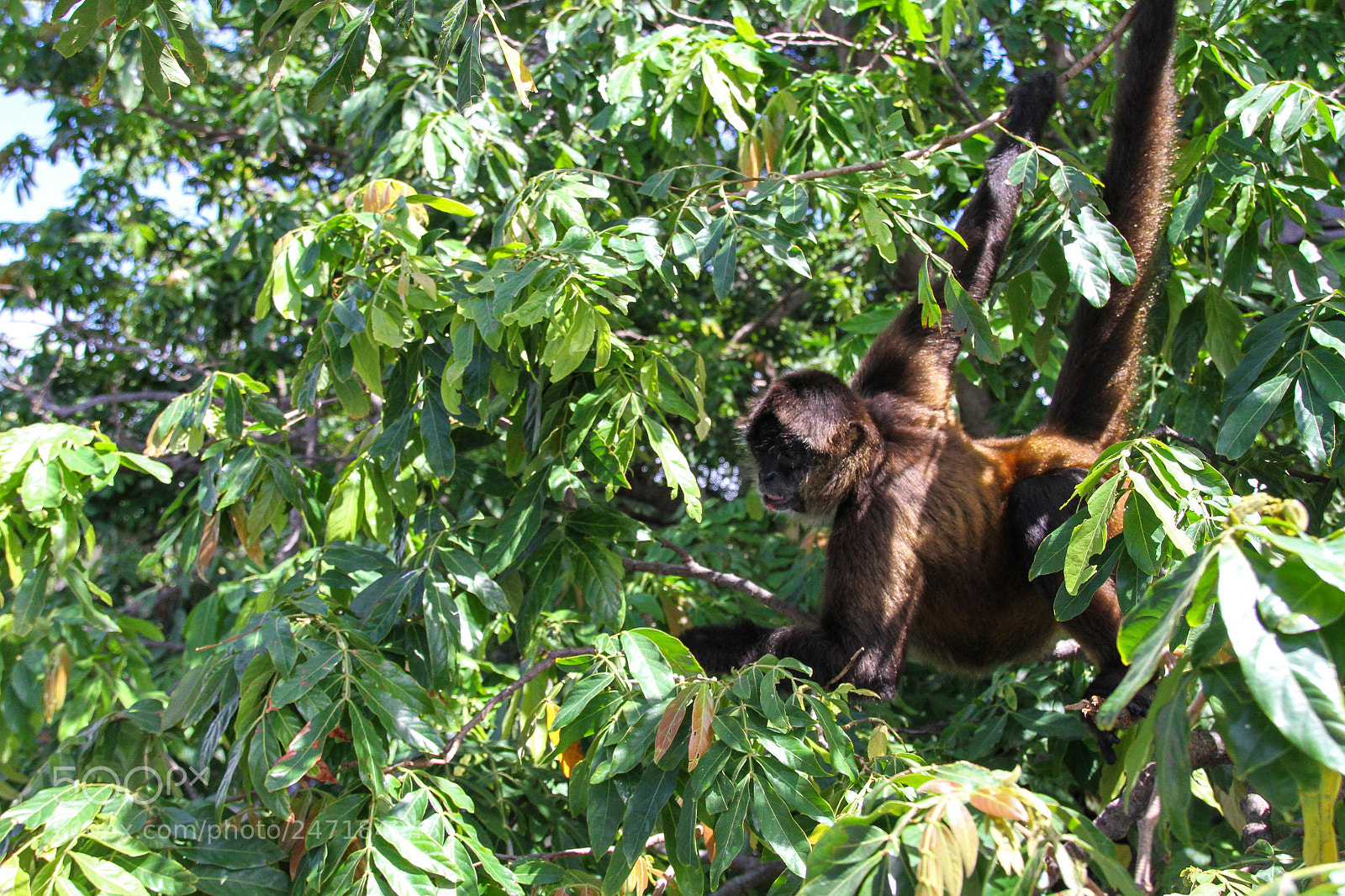 Canon EOS 7D sample photo. Spider monkey at las photography