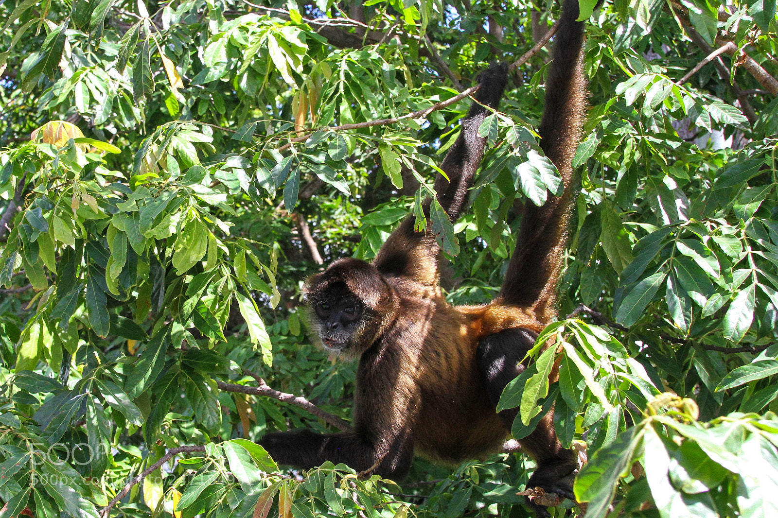 Canon EOS 7D sample photo. Spider monkey at las photography