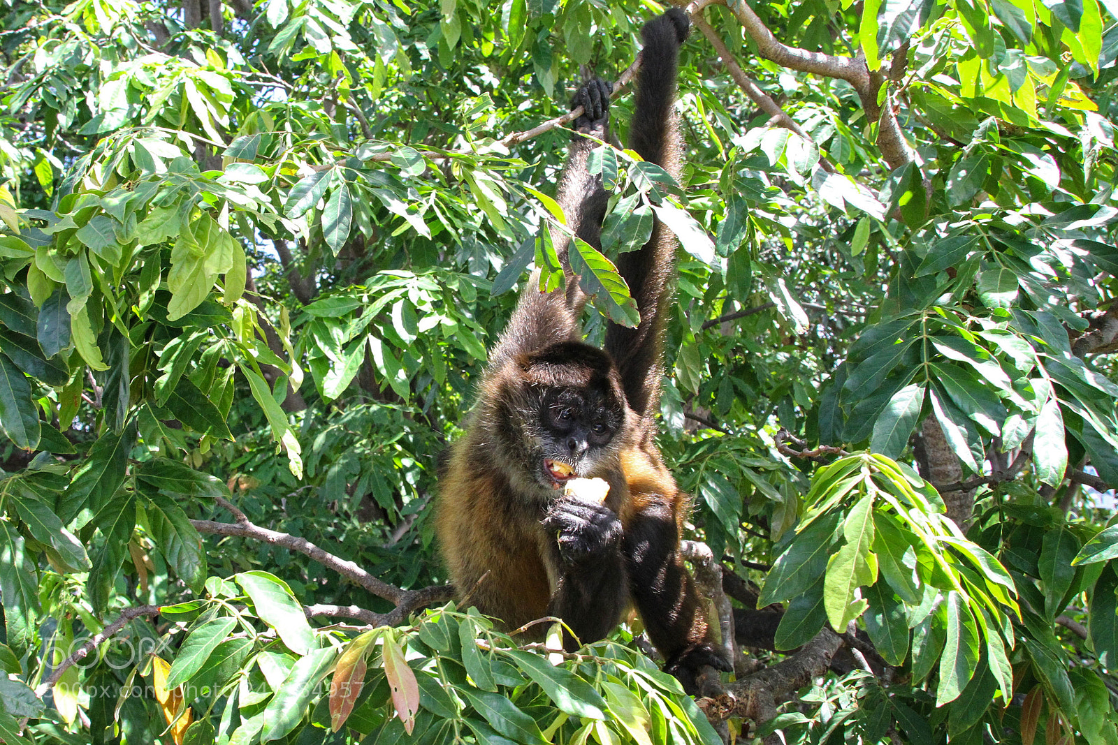 Canon EOS 7D sample photo. Spider monkey from las photography