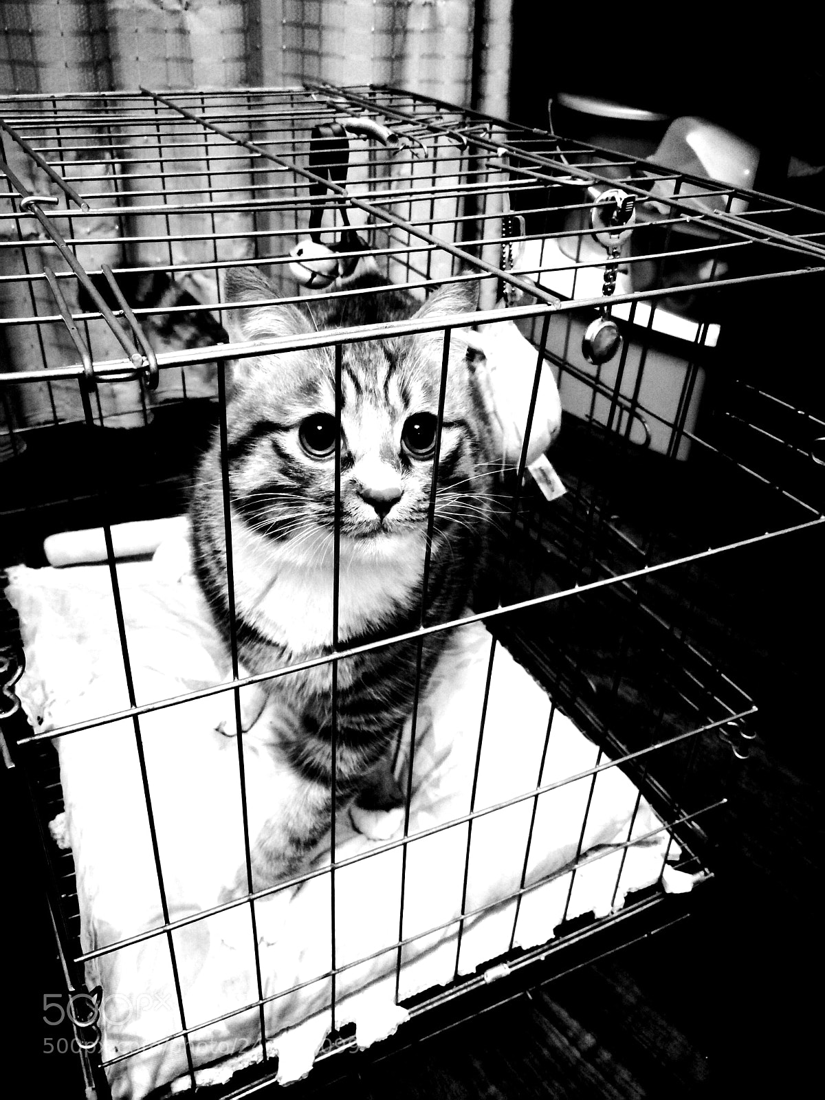 HUAWEI P10 sample photo. The cat in the photography