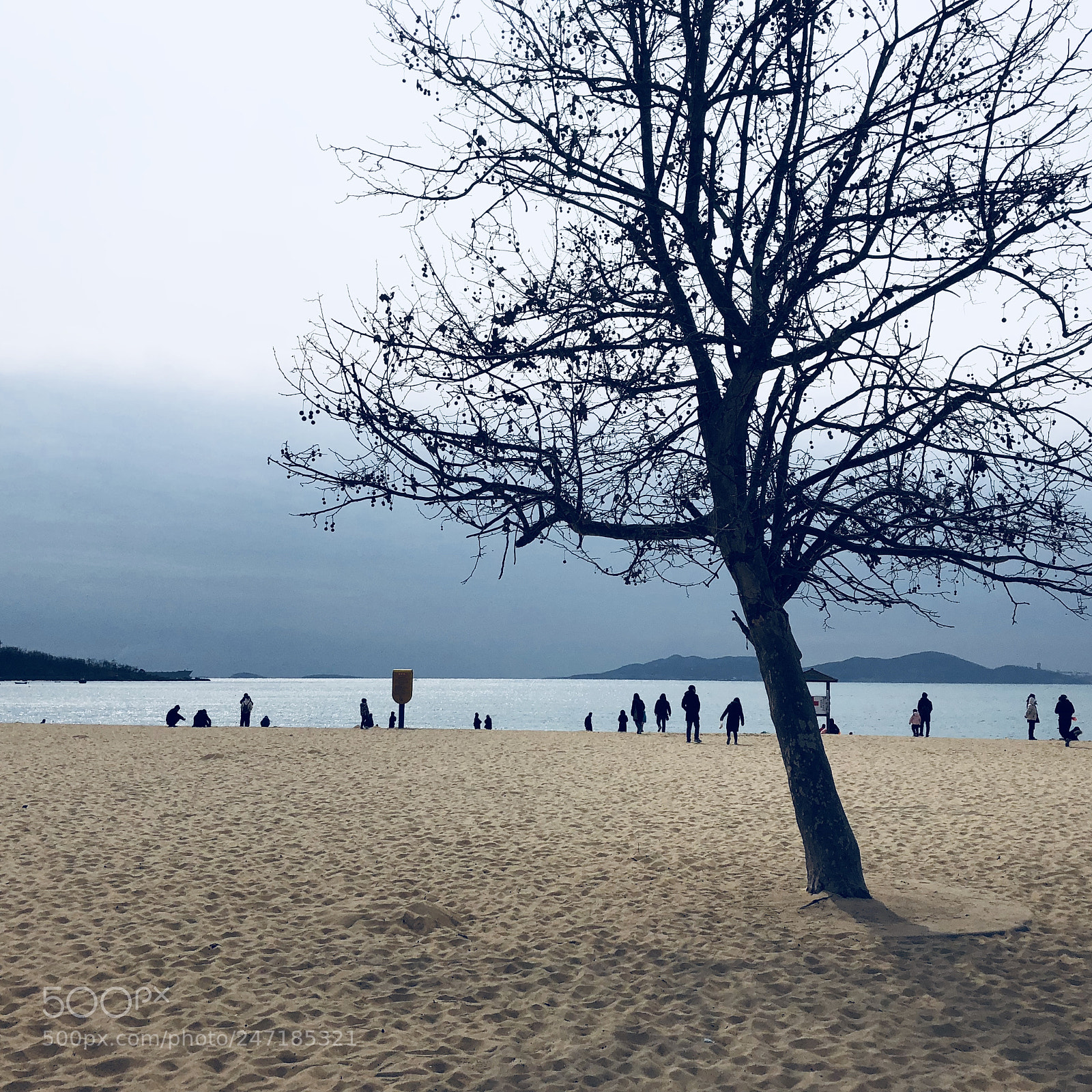 Apple iPhone 8 sample photo. 海边的树 photography