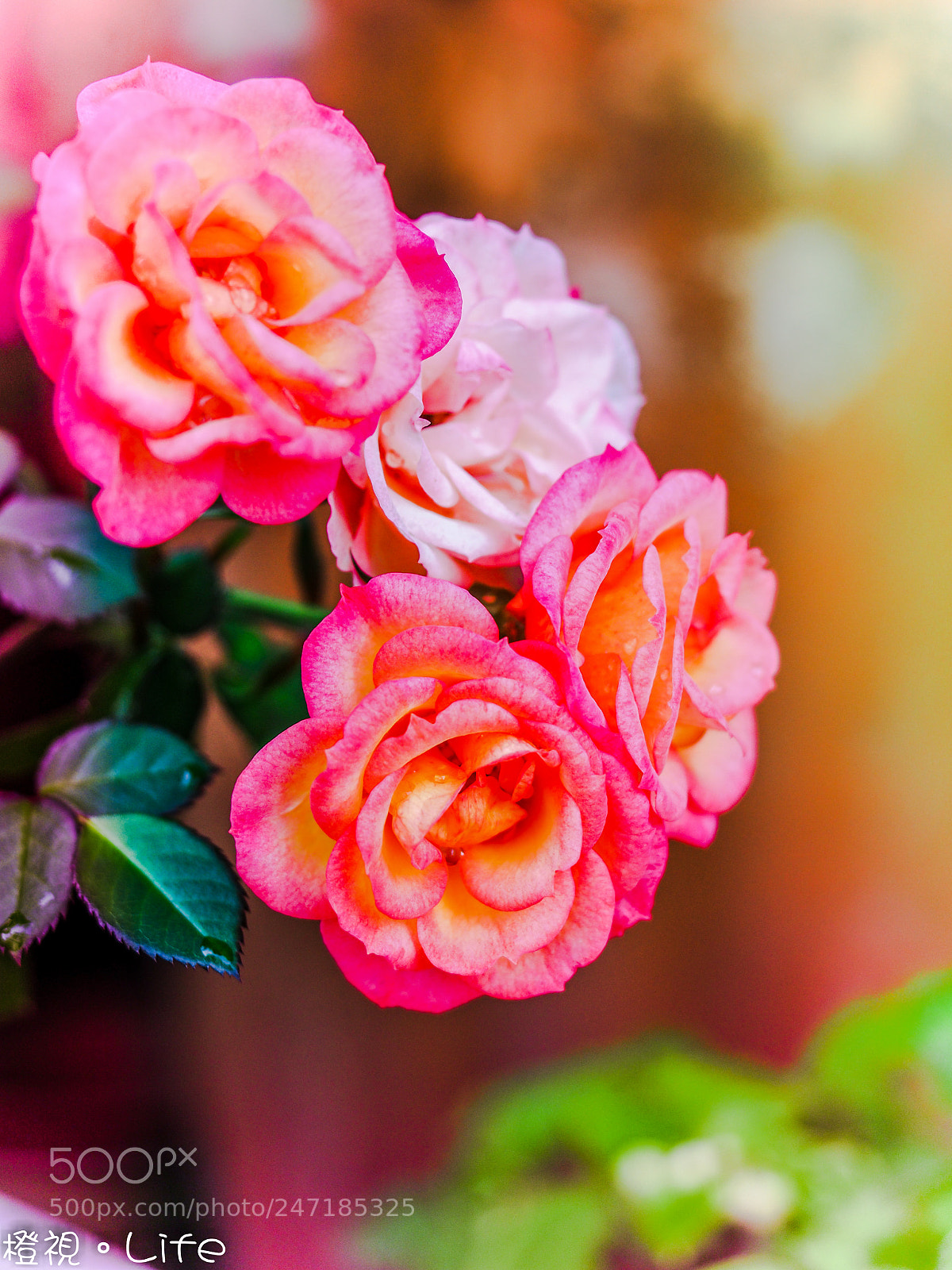 Olympus PEN-F sample photo. Rose photography