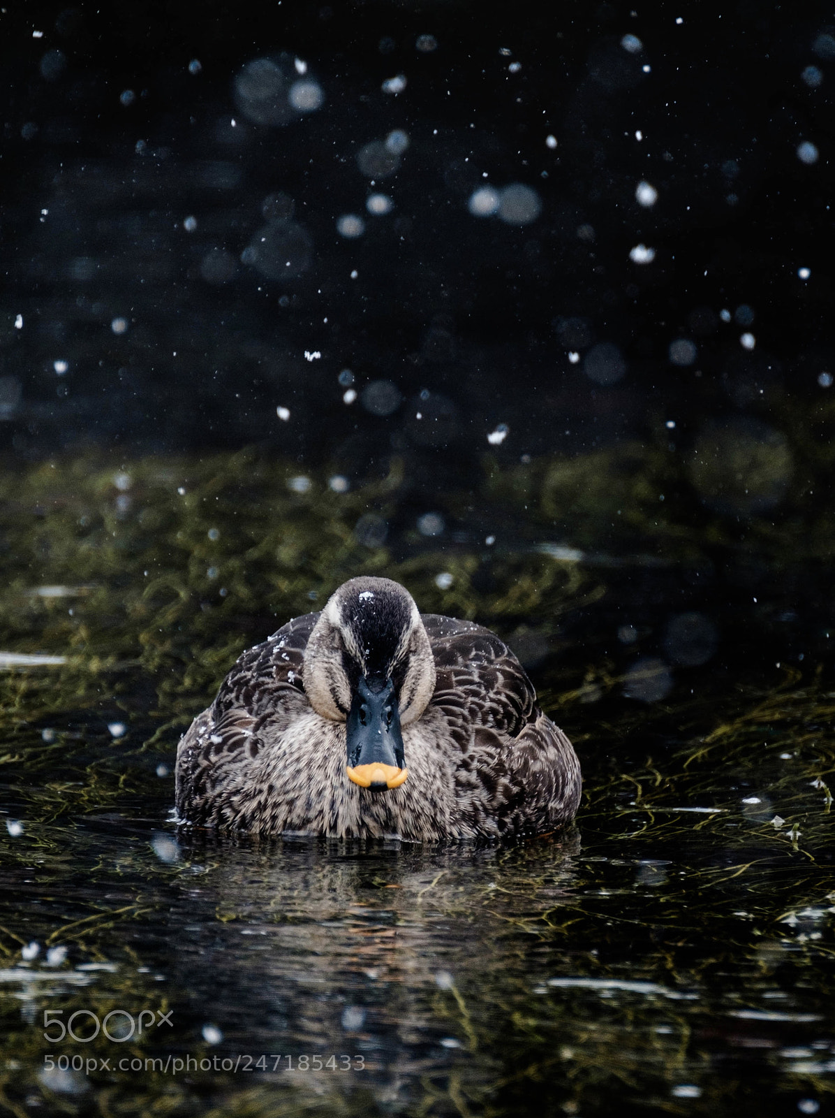 Fujifilm X-T2 sample photo. 雪の中君は目をつぶり photography