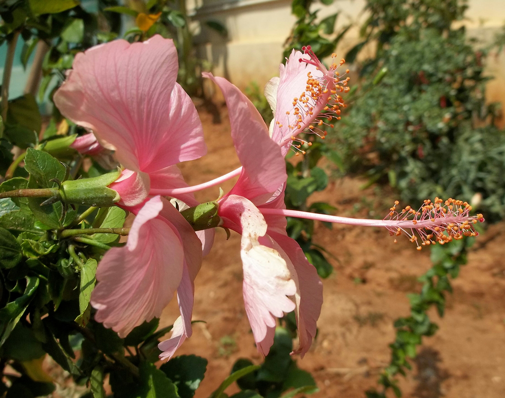 Kodak EASYSHARE C195 DIGITAL CAMERA sample photo. Pic photography