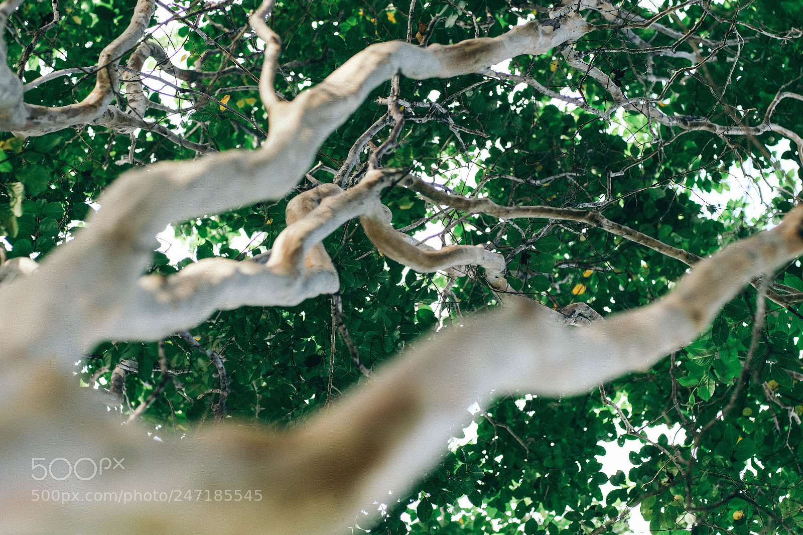 Fujifilm X-T10 sample photo. Green shadow photography