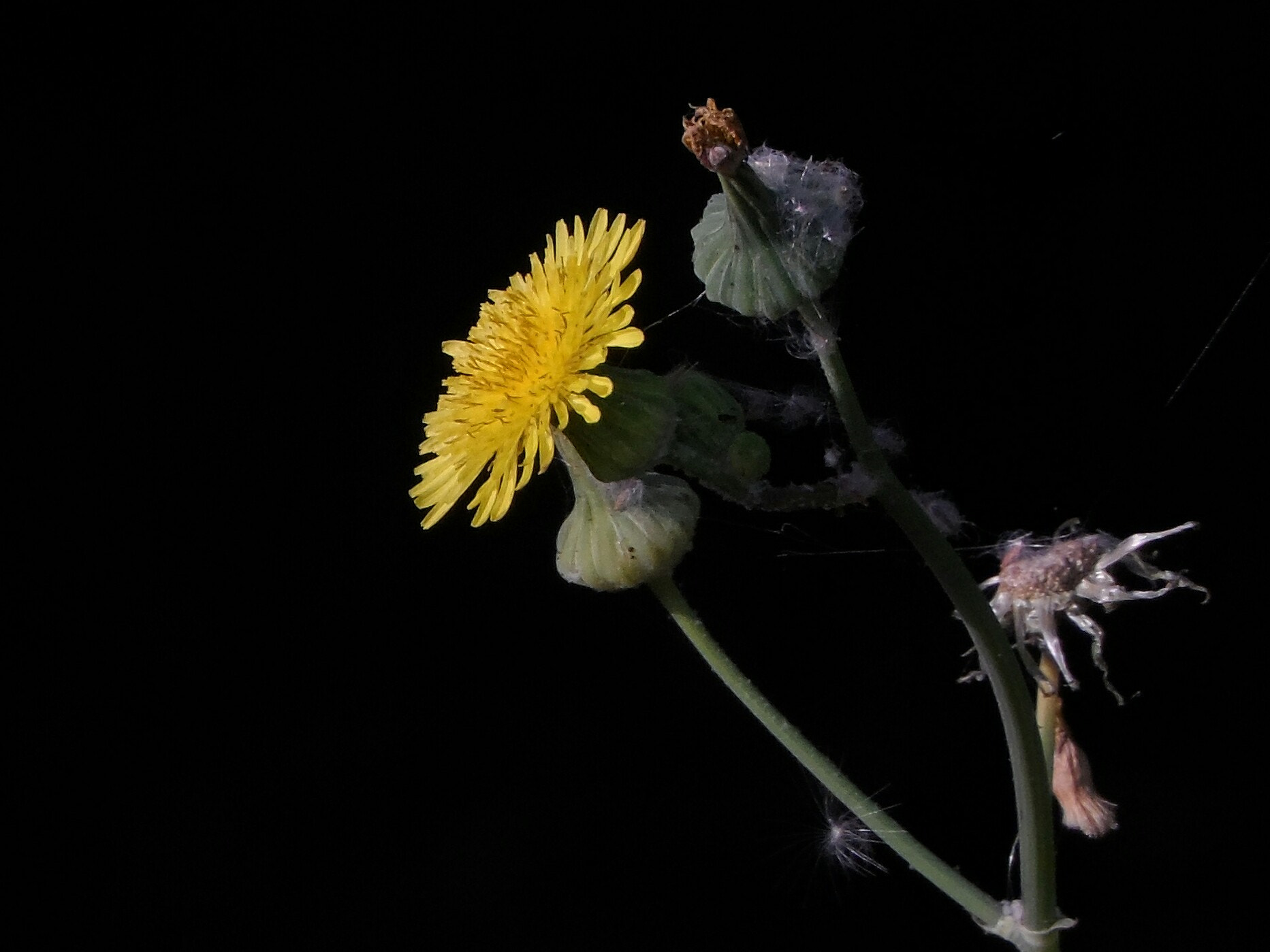 Samsung WB150 / WB150F / WB152 / WB152F / WB151 / WB151F / WB140 sample photo. Dandelion flower photography