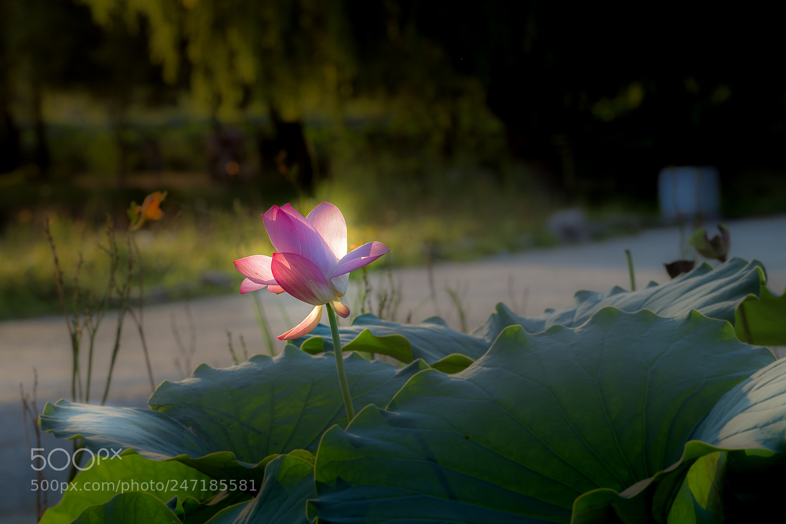 Sony a7R II sample photo. Dsc photography