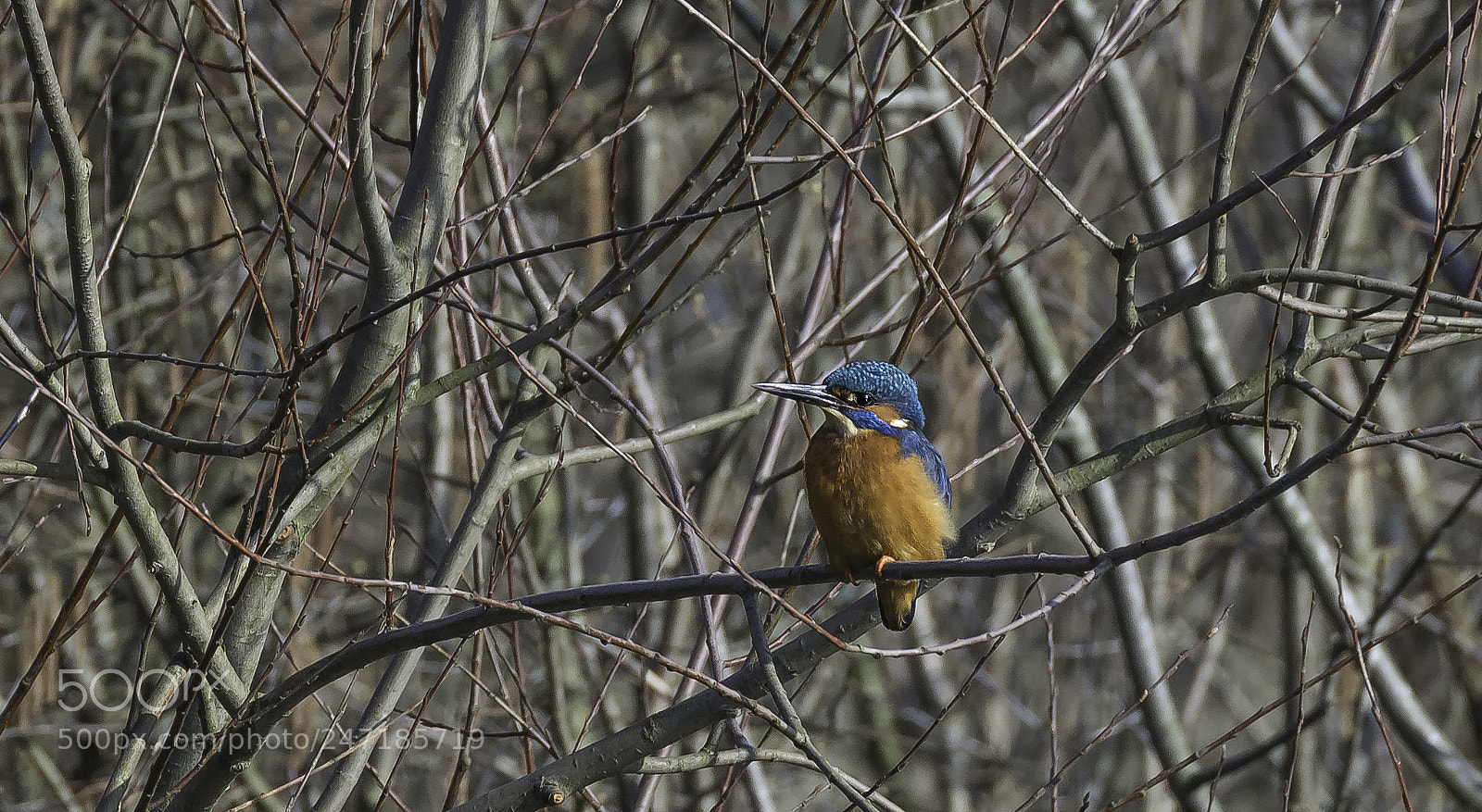 Nikon D7100 sample photo. "eisvogel" photography