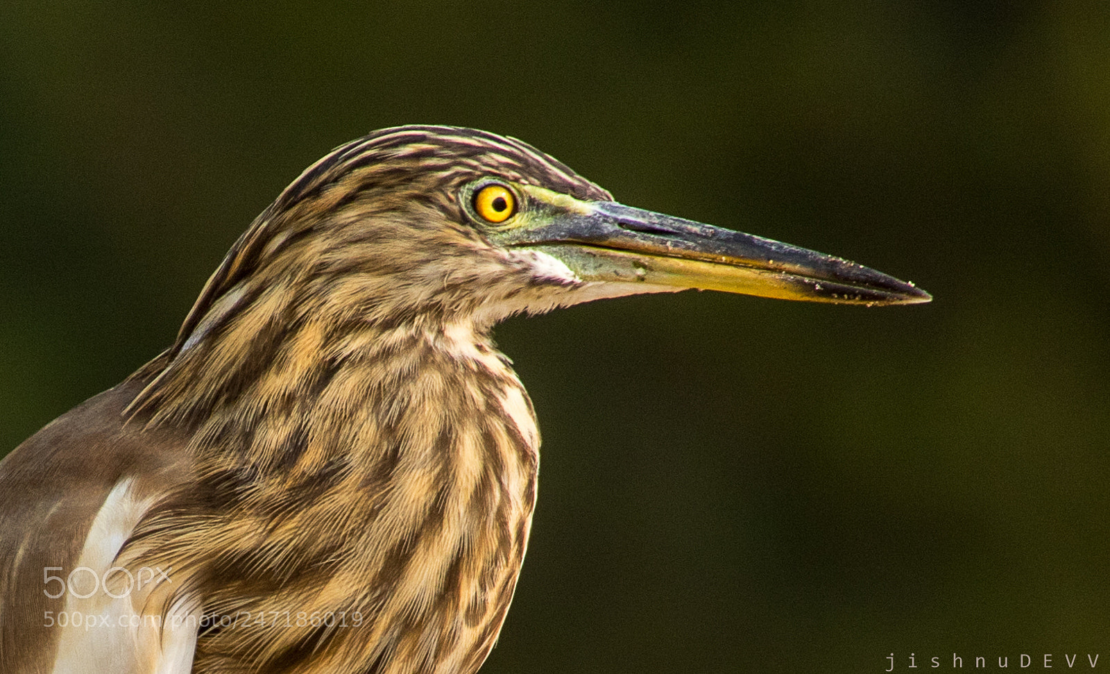 Canon EOS 7D Mark II sample photo. Pond heron photography