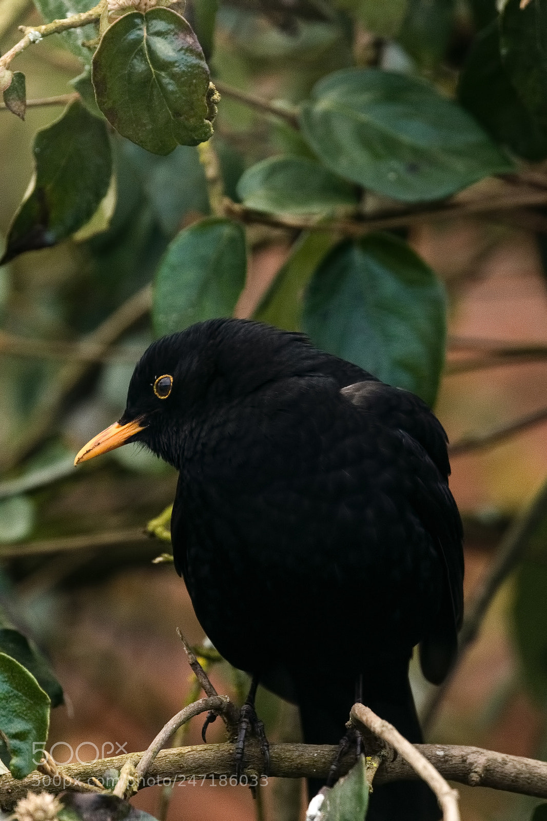 Canon EOS 7D Mark II sample photo. Blackbird photography