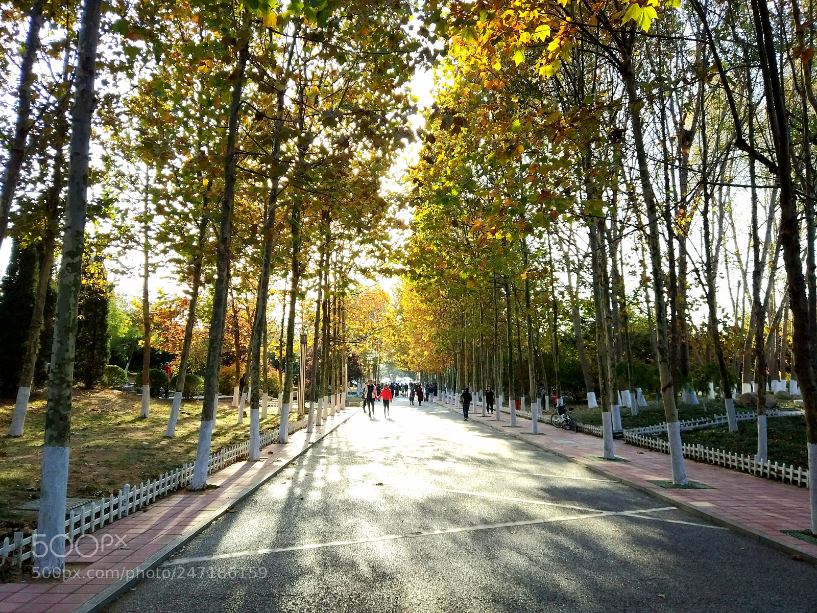 Xiaomi MI 5s sample photo. Forest photography