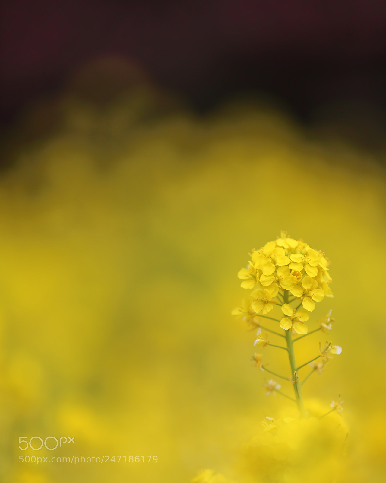 Canon EF 70-200mm F2.8L IS II USM sample photo. Canola photography