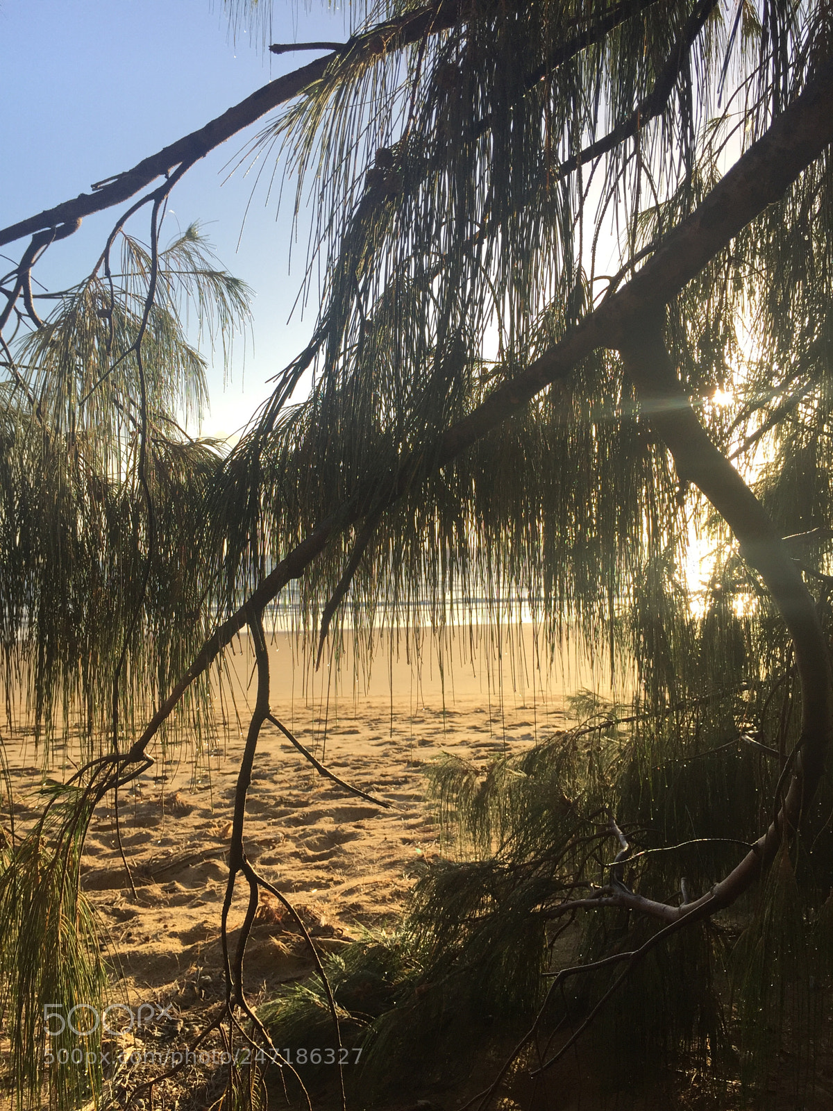 Apple iPhone 6 sample photo. Sunrise through the needles photography