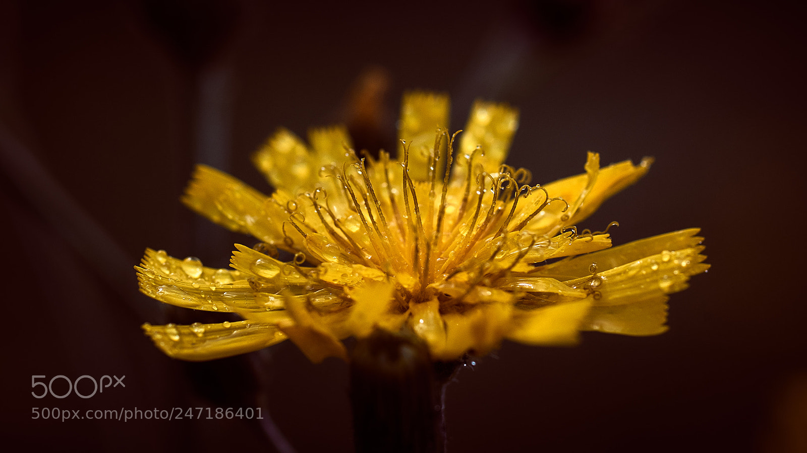 Nikon D800E sample photo. Drops photography