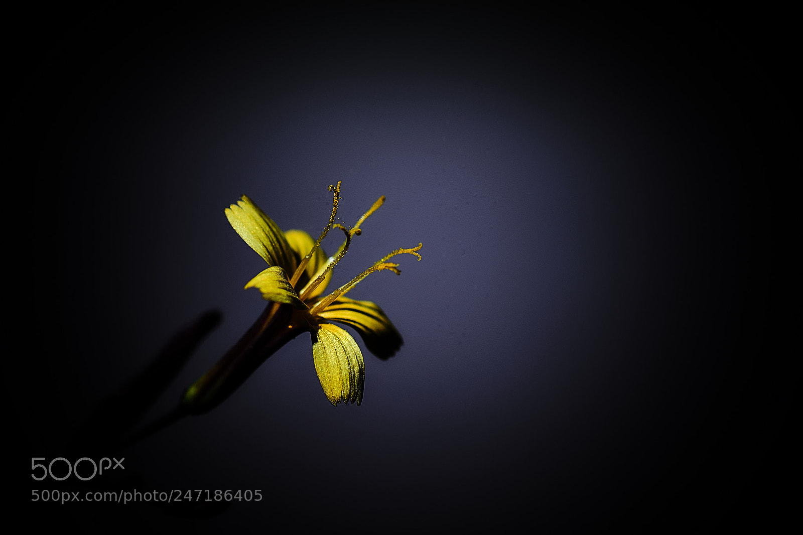 Nikon D800E sample photo. Out of the dark photography