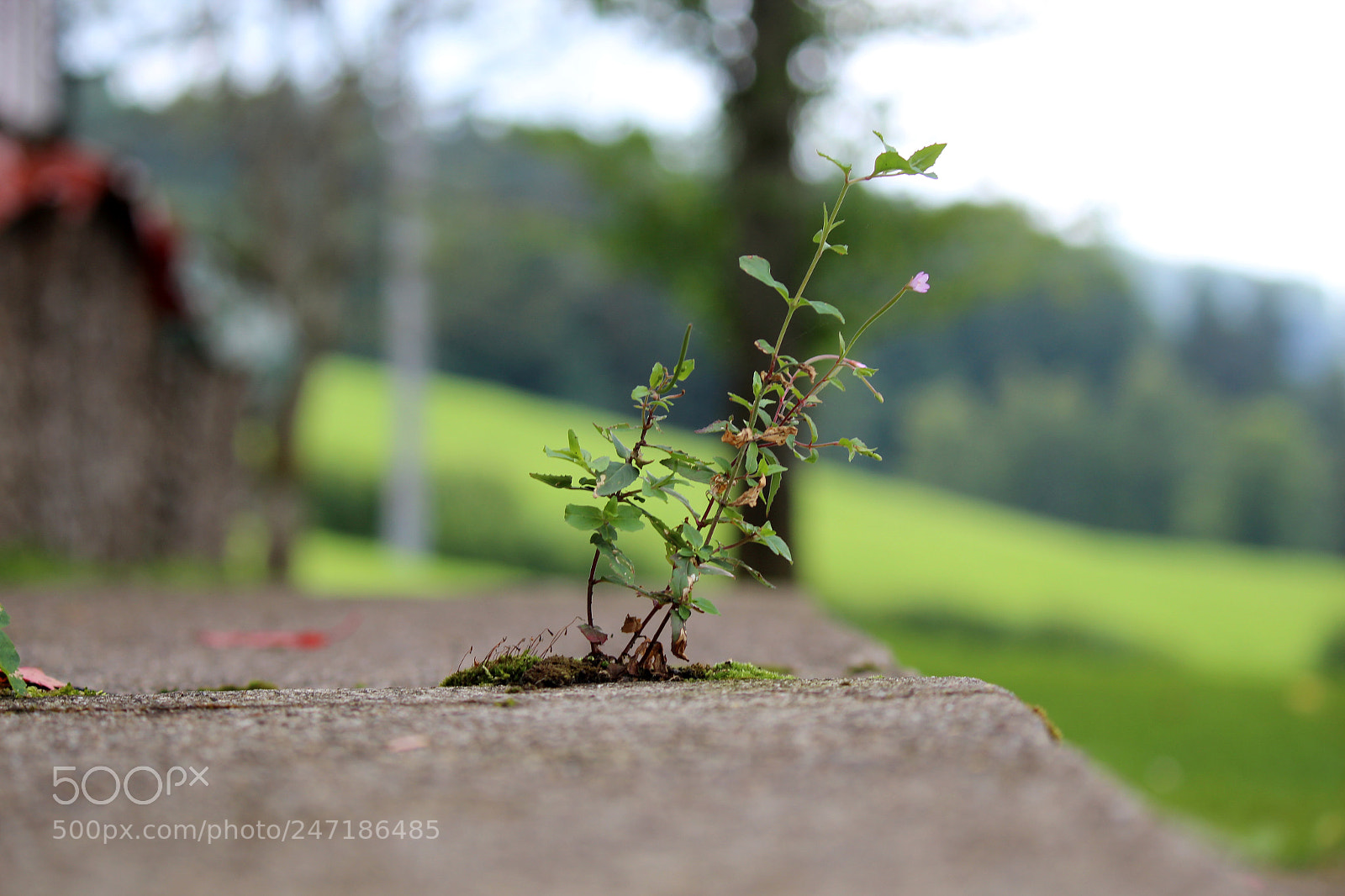 Canon EOS 600D (Rebel EOS T3i / EOS Kiss X5) sample photo. Life photography