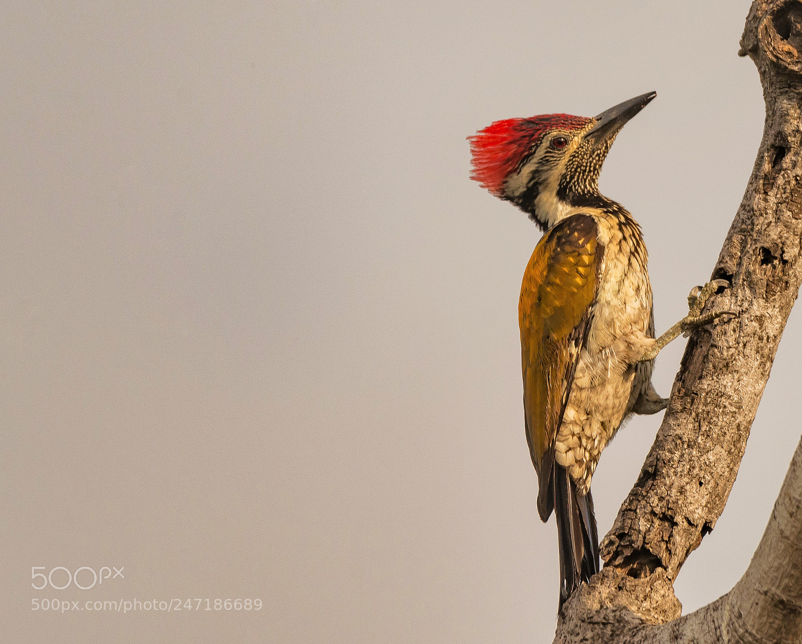 Nikon D610 sample photo. Carry on woody photography