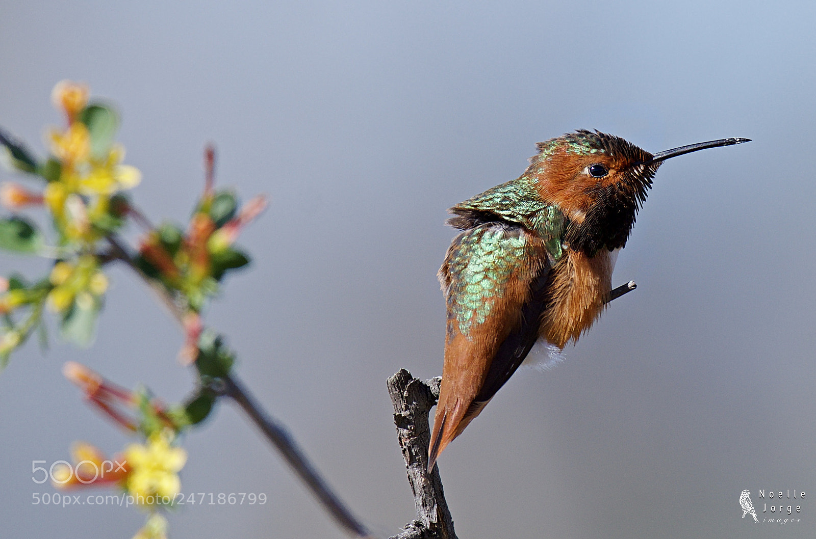 Nikon D500 sample photo. Spring is just around photography