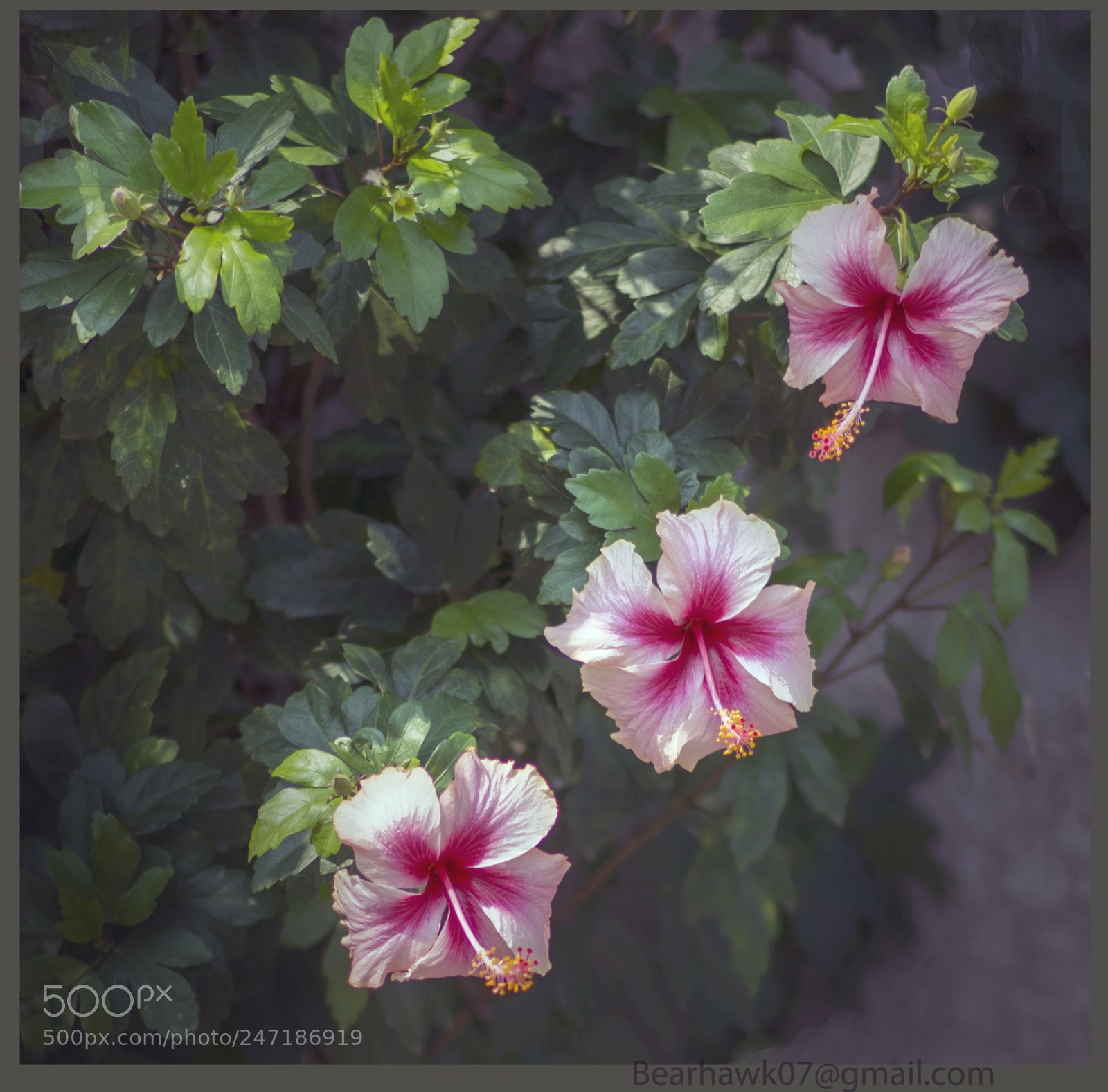 Nikon D7200 sample photo. 025.jpg photography