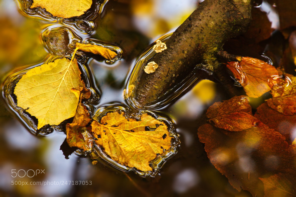 Canon EOS 650D (EOS Rebel T4i / EOS Kiss X6i) sample photo. Floating leaves photography