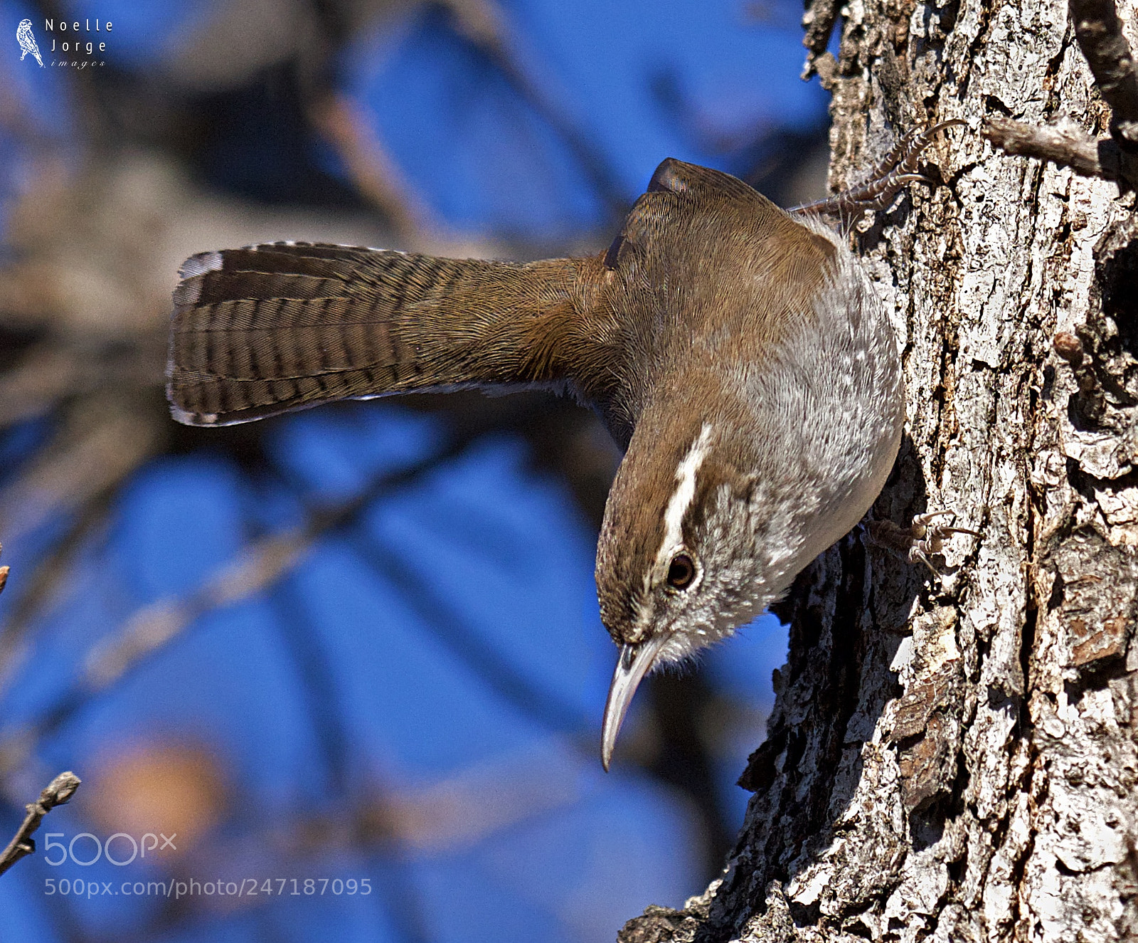 Nikon D500 sample photo. Bewick s wren and photography