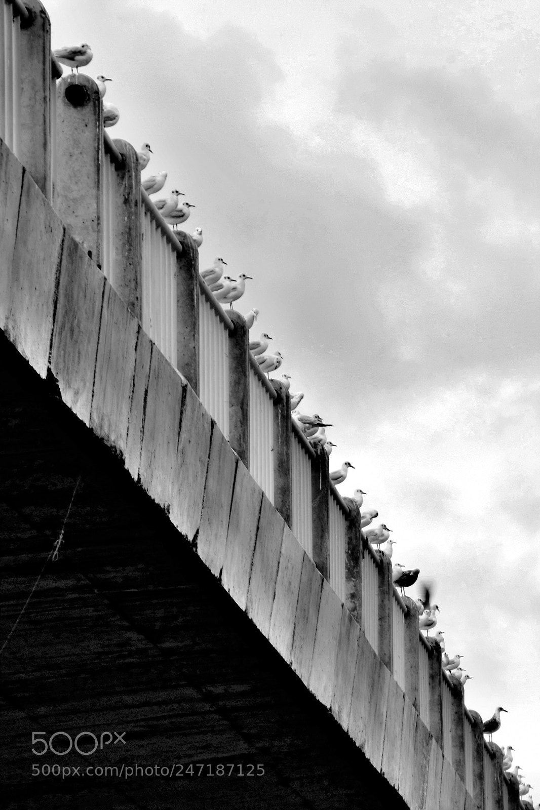 Canon EOS 40D sample photo. Line up photography