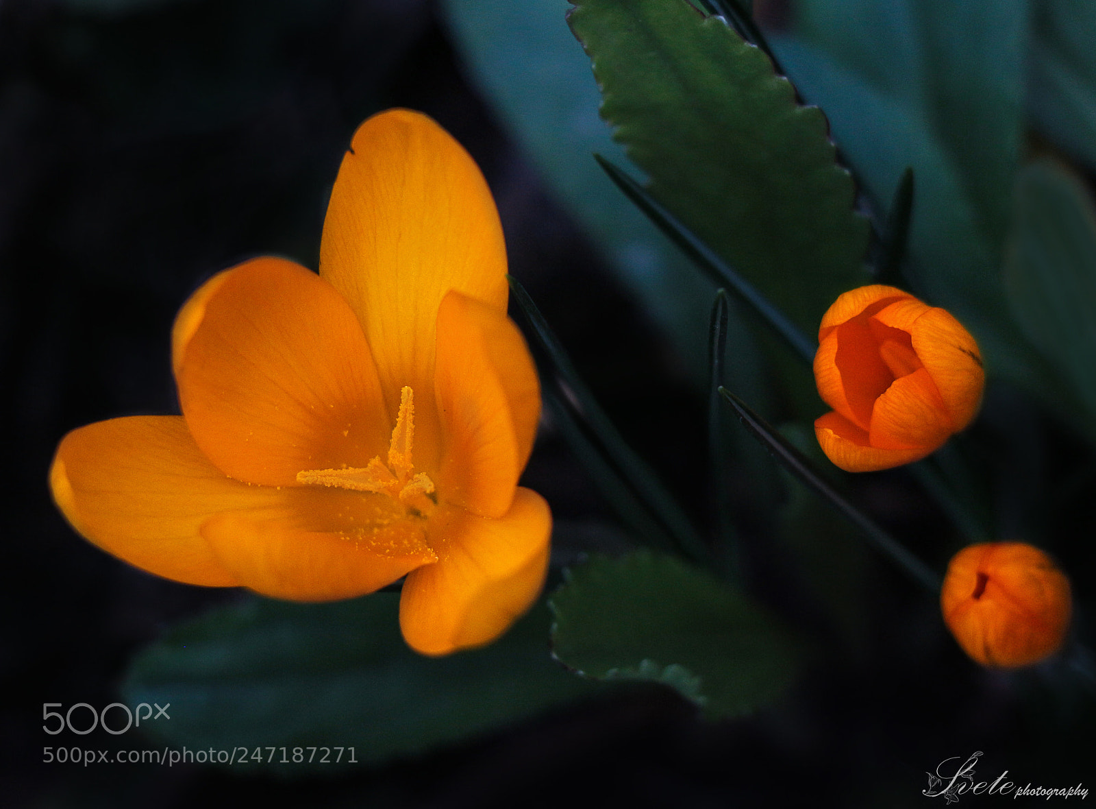 Canon EOS 700D (EOS Rebel T5i / EOS Kiss X7i) sample photo. Yellow crocus photography