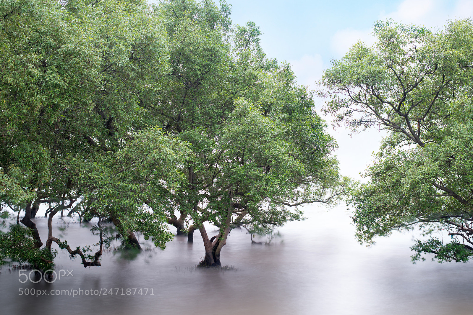 Nikon D610 sample photo. Mangrove forest near bangkok photography