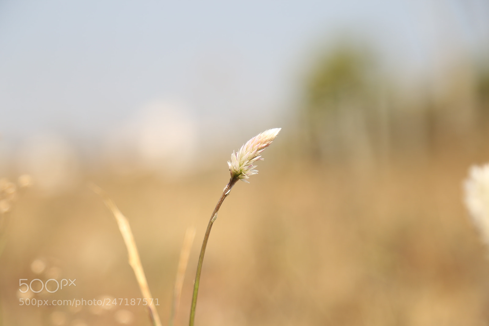 Canon EOS 6D + Canon EF 24-105mm F4L IS USM sample photo. Img photography
