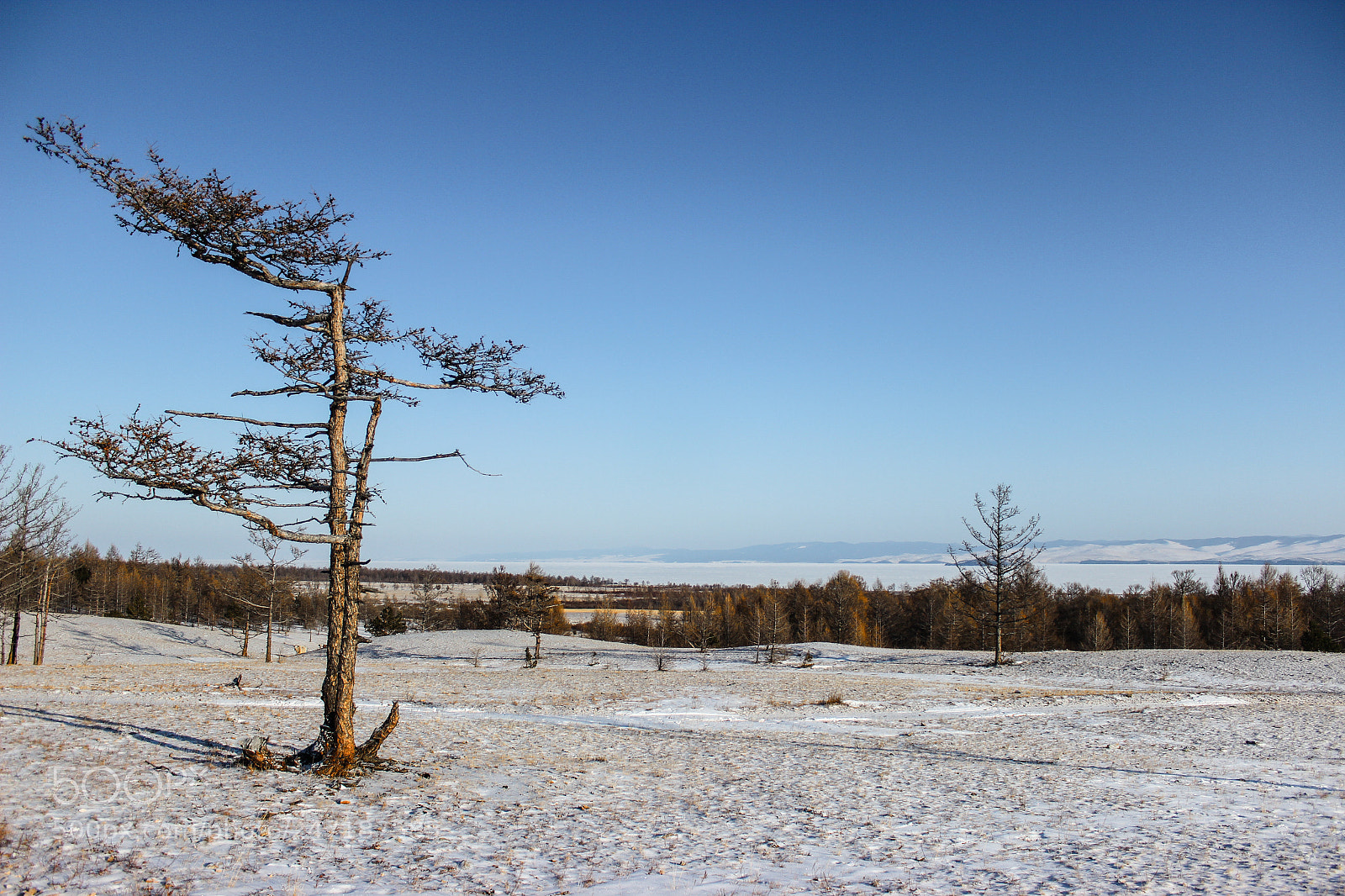 Canon EOS 600D (Rebel EOS T3i / EOS Kiss X5) sample photo. Lonely tree photography
