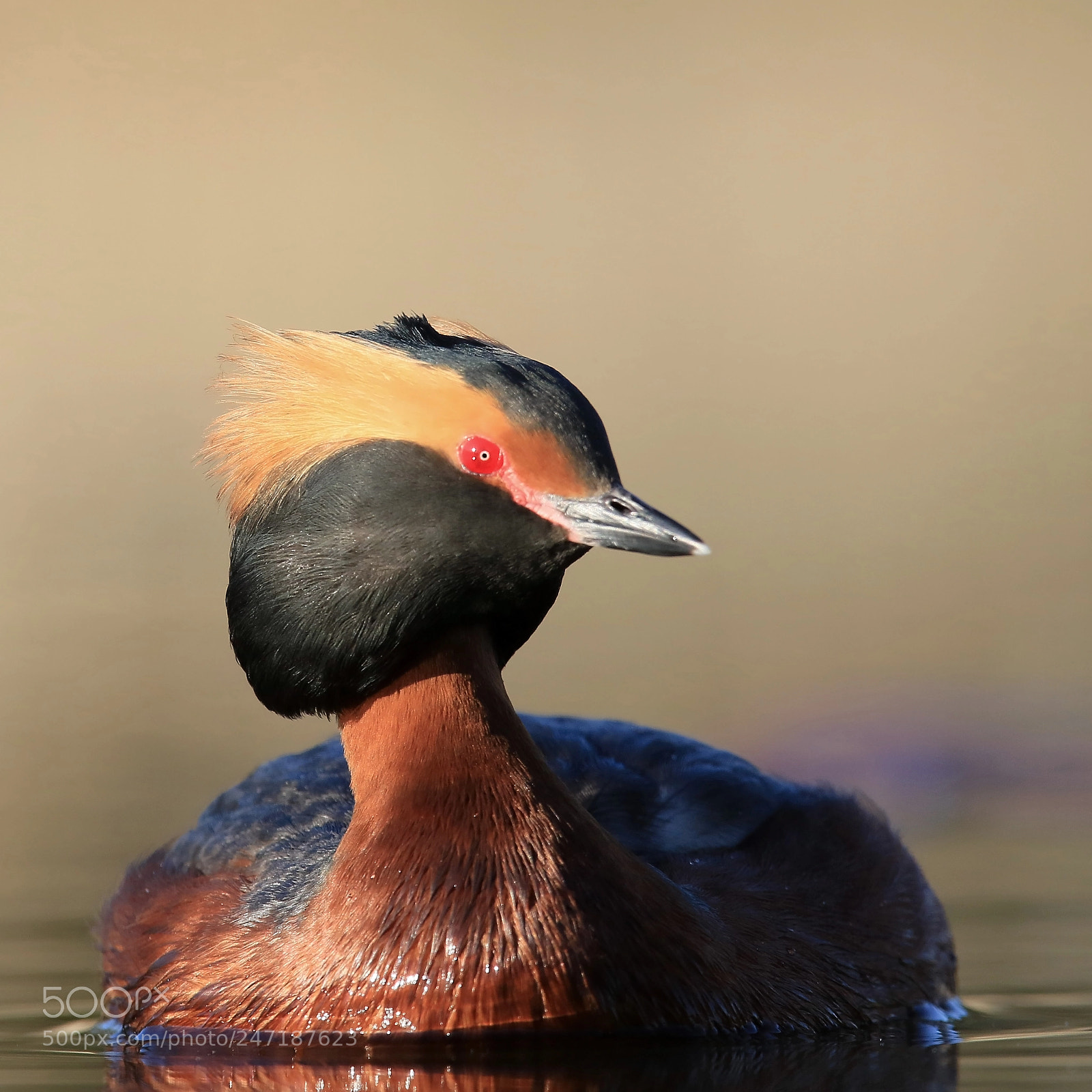 Canon EOS 7D Mark II sample photo. Horned grebe photography