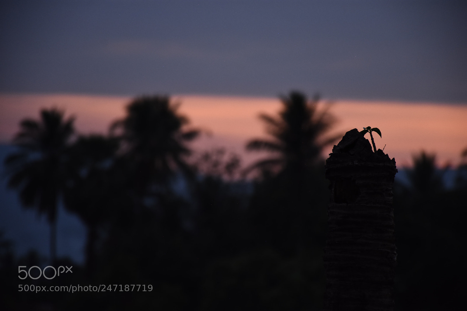 Nikon D7200 sample photo. Untitled photography