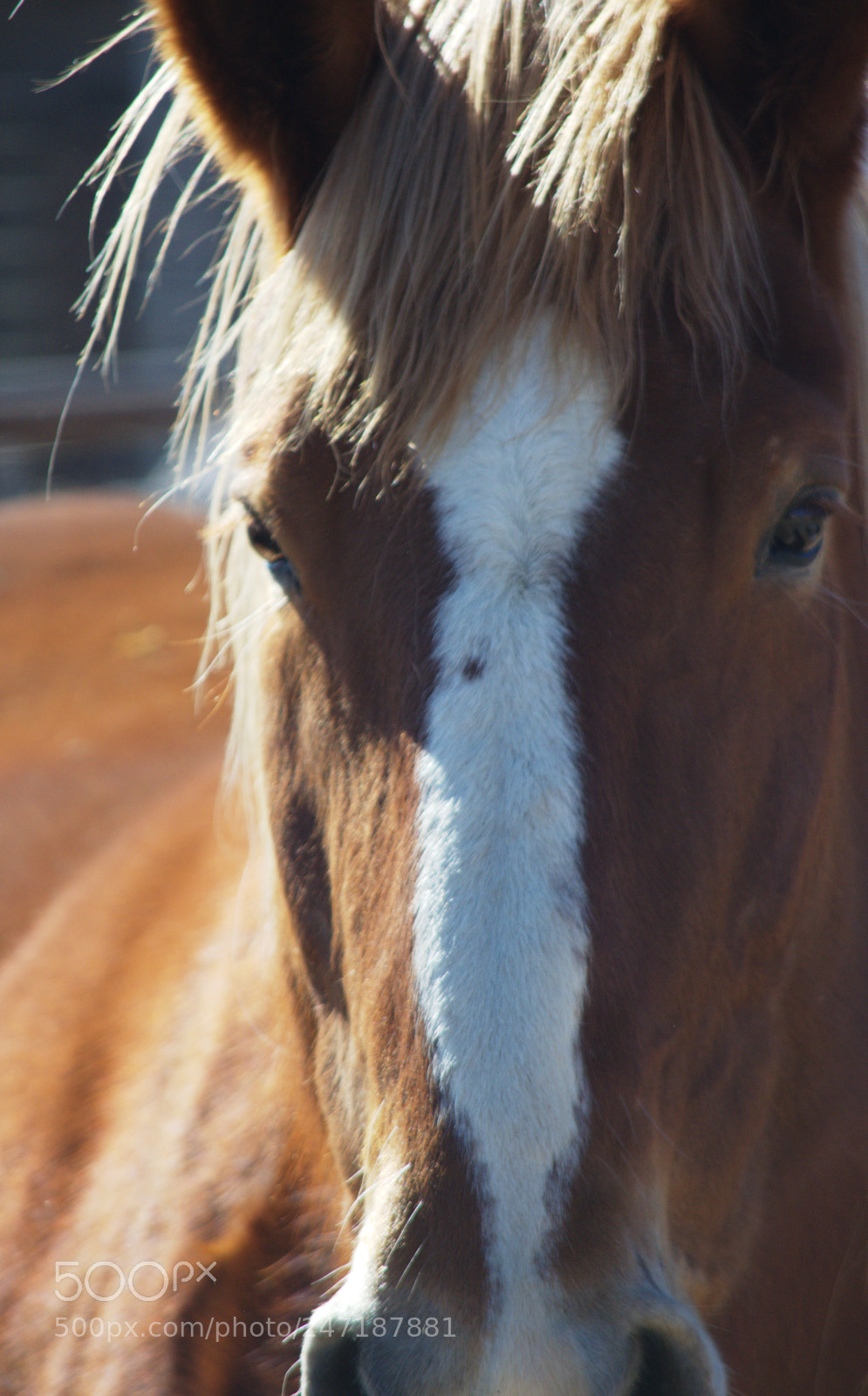 Nikon D5100 sample photo. Freedom photography