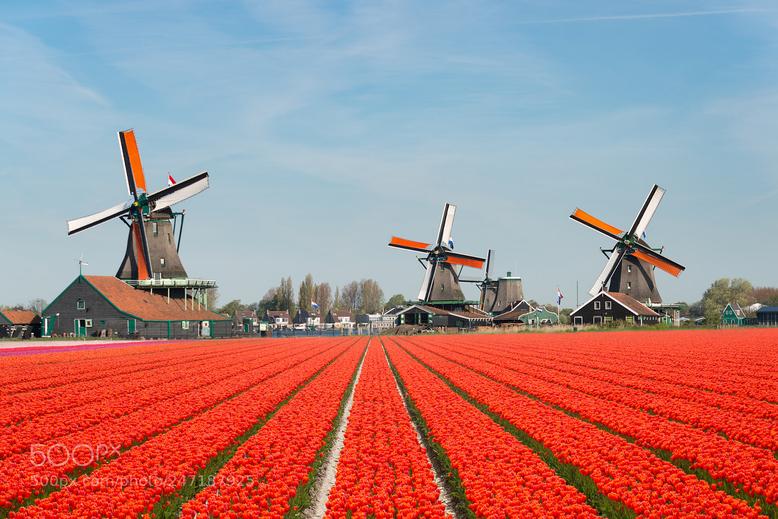 Nikon D800 sample photo. Landscape of netherlands bouquet photography