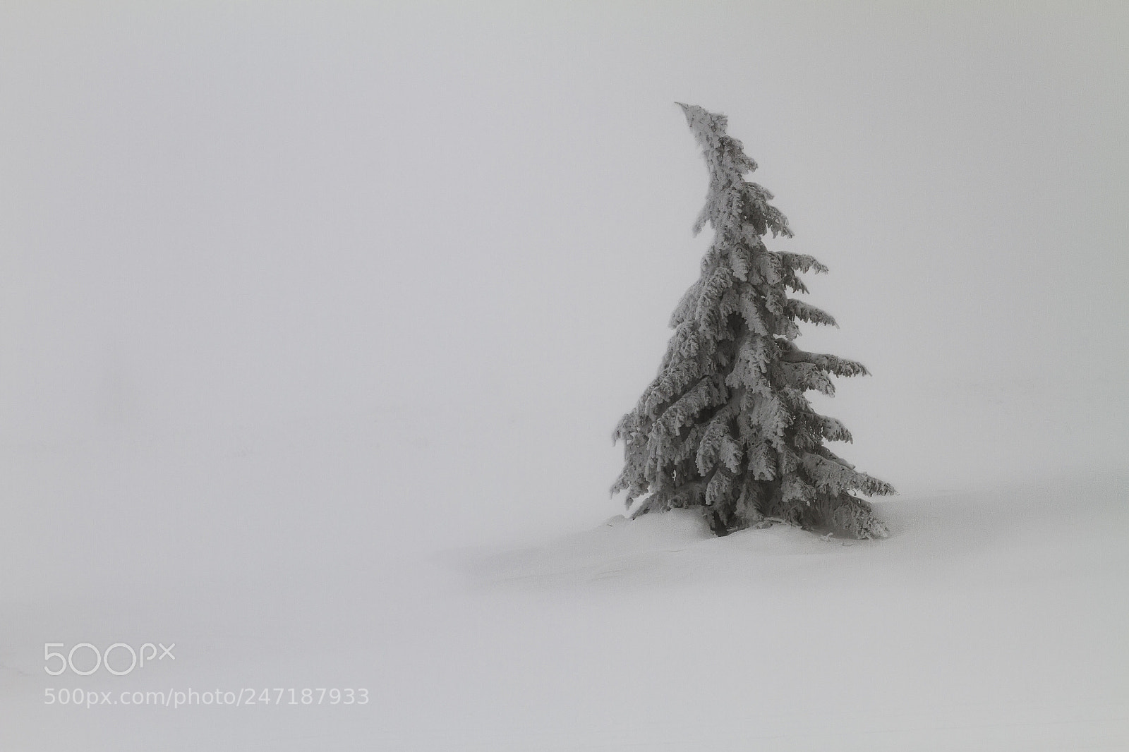 Canon EOS 7D sample photo. Bow to the winter photography