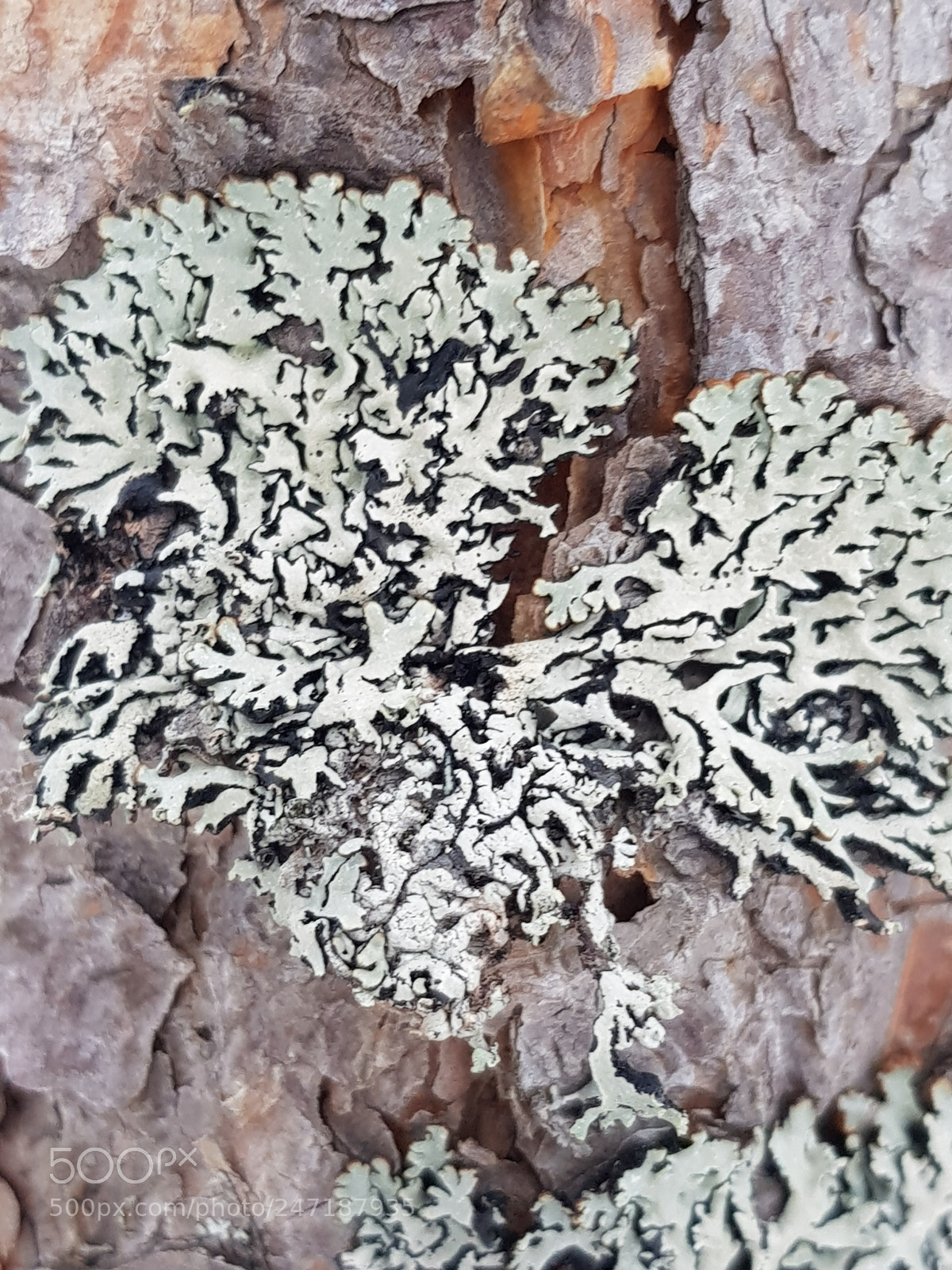Samsung Galaxy S8 sample photo. Pine bark photography