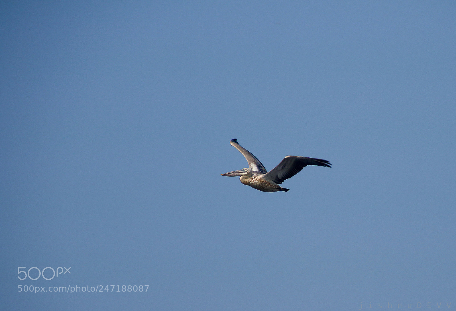 Canon EOS 7D Mark II sample photo. Pelican photography