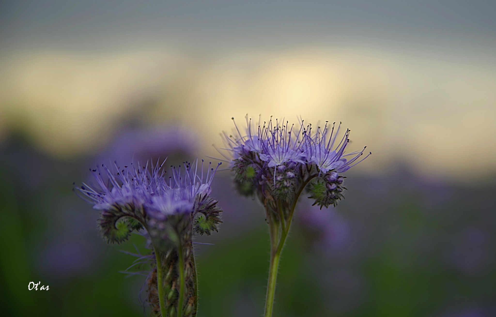 Pentax K-1 sample photo. Flower photography