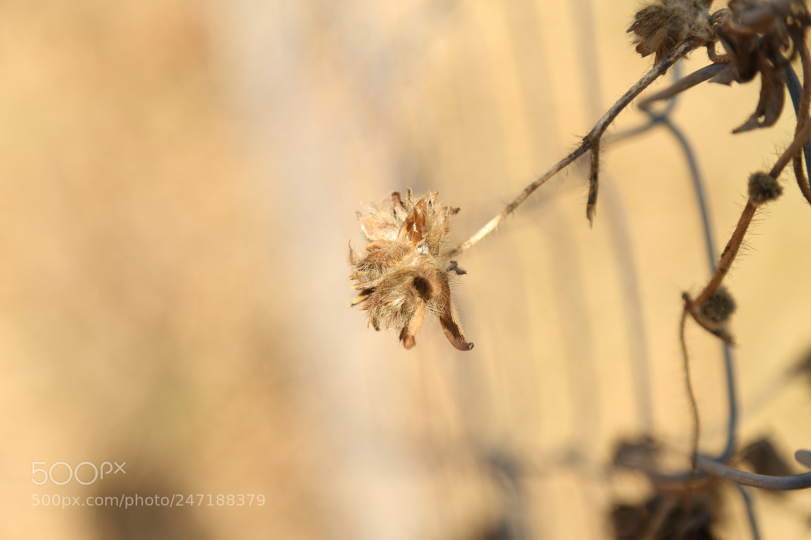 Canon EOS 6D + Canon EF 24-105mm F4L IS USM sample photo. Img photography