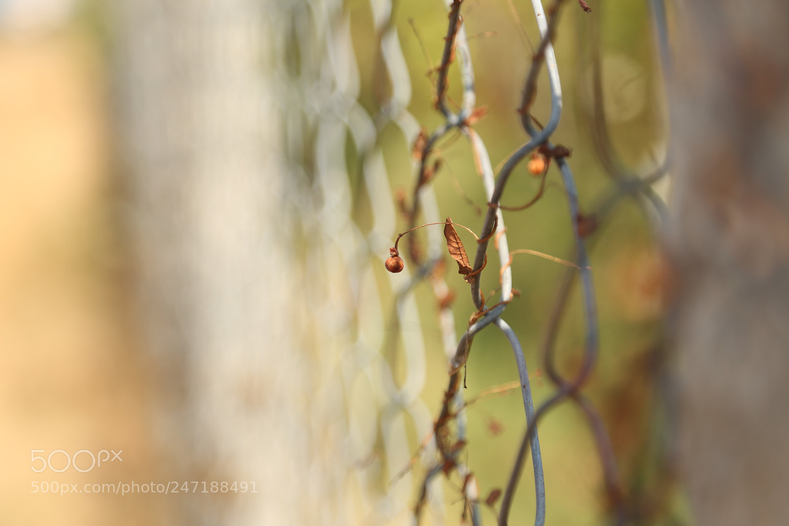 Canon EOS 6D + Canon EF 24-105mm F4L IS USM sample photo. Img photography